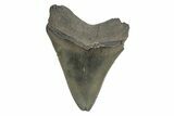 Serrated, Juvenile Megalodon Tooth - South Carolina #248523-1